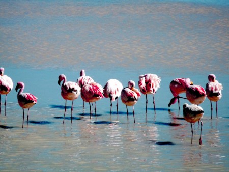 FLAMENCOS, LAGUNA GRANDE